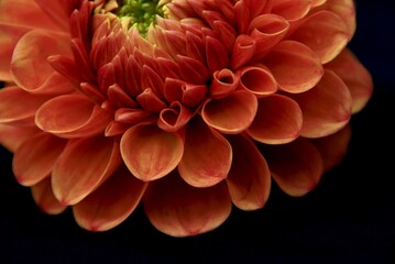 glamour shot of a dahlia in bloom