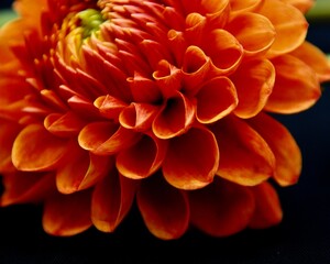 glamour shot of a dahlia in bloom