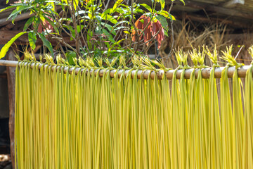 Tobacco leaves. Drying tobacco leaves. Jag leaves. © Thirawatana