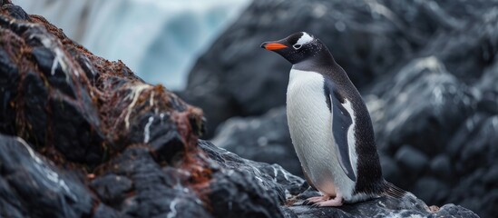 Fototapeta premium Portly penguin perches among Antarctic rocks