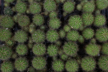 Overhead view of the small barrel cactus plants growing in a seedling tray