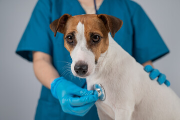 A veterinarian listens to the heartbeat of a Jack Russell Terrier dog.