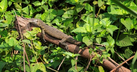 African monitor lizard sunbathing on a tree stump in a forest area