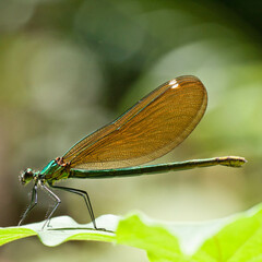 Calopteryx splendens