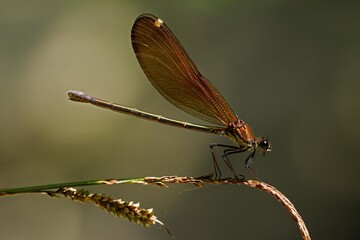 Calopteryx haemorroidalis