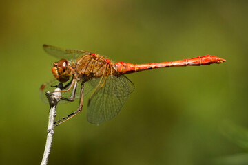 Sympetrum meridoniale