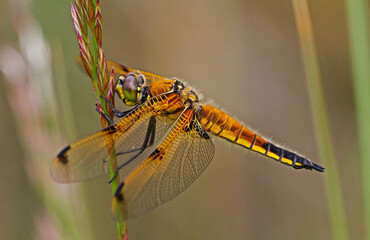 Libellula quadrimaculata