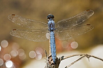 Orthetrum brunneum