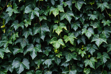 Ivy wall pattern