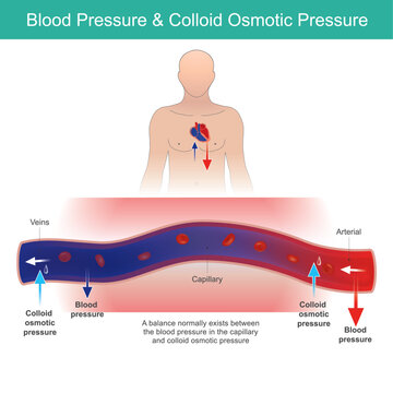 Blood Pressure & Osmotic Pressure. The relationship of blood pressure and colloid osmotic pressure in human blood vessel.