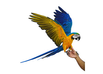 blue and yellow macaw parrot isolated on white background with clipping path.