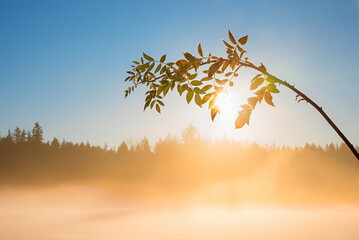 twig of a wild rose, lighted in bright morning sun with fog and blue sky - obrazy, fototapety, plakaty