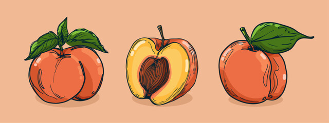 Set of Peach fruit, Vector illustration in one line sketch style, flat hand drawn sketch, Colorful fruit with shadow and light, isolated on colored background.