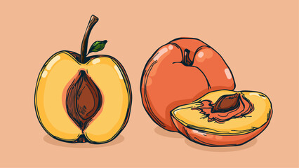 Set of Peach fruit, Vector illustration in one line sketch style, flat hand drawn sketch, Colorful fruit with shadow and light, isolated on colored background.