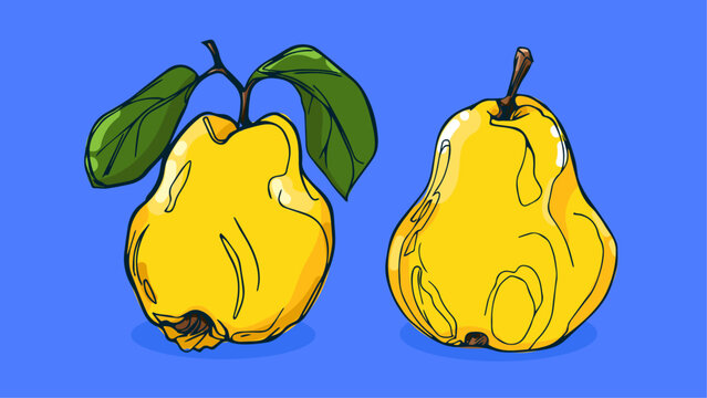 Set of Quince fruit, Vector illustration in one line sketch style, flat hand drawn sketch, Colorful fruit with shadow and light, isolated on colored background.