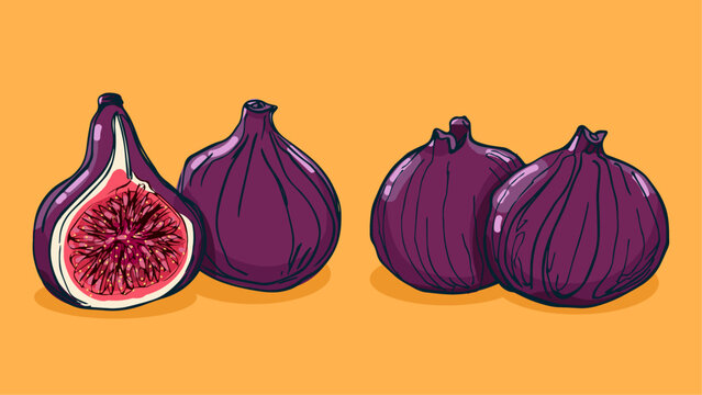 Set of Fig fruit, Vector illustration in one line sketch style, flat hand drawn sketch, Colorful fruit with shadow and light, isolated on colored background.