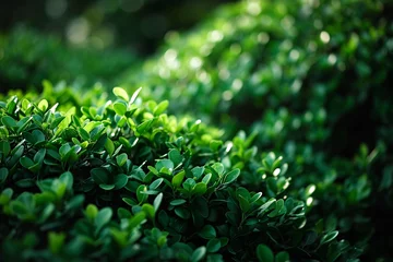 Gordijnen A lush green bush with sunlight shining through it © Bipul