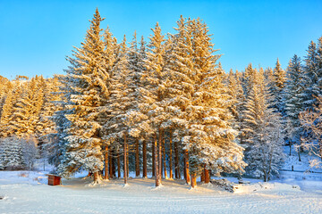 Winter scenery of Mount Floyen with snow-cowered pine trees, Bergen, Norway