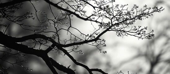 Fototapeta na wymiar Tree branch twigs' silhouette.