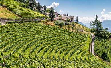 vineyards in summer season in Passeiertal valley near Merano in South Tyrol, Trentino Alto Adige, northern Italy, Europe. Dorftirol village - obrazy, fototapety, plakaty