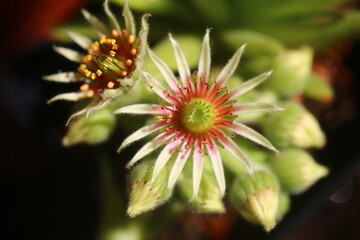 Anne Marie rojnik Sempervivum