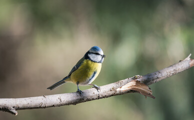 Naklejka premium Mésange bleue, Parus caeruleus, oiseau isolé sur une branche 