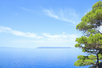 Fototapeta na wymiar Coniferous tree on the sea background in clear sunny day. Summer photo of a sea landscape. Nature in summer. Summer vacation concept. Travel concept. Tree on tropical beach with blue sky 