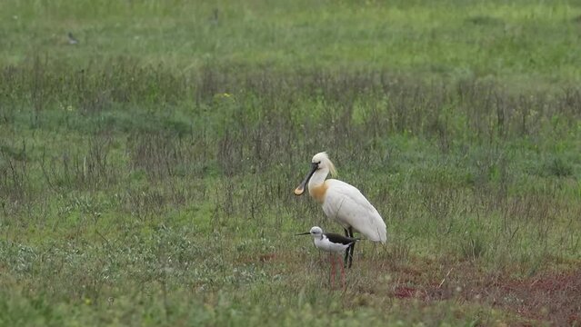 The hubcap stands in a field. A stilt walker walks nearby. Video from Platalea leucorodia