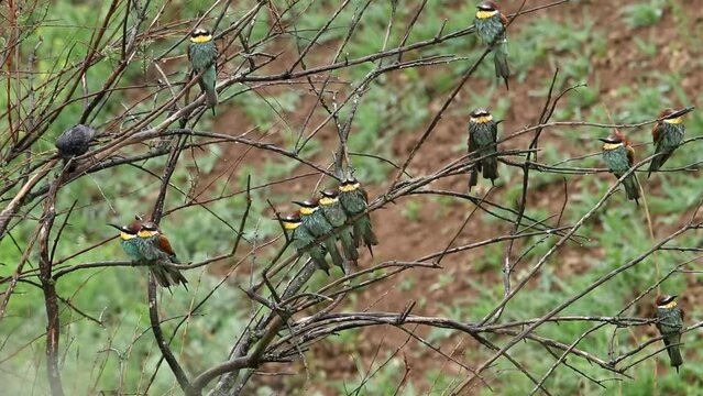 Golden squinters sit on the branches of a tree in the rain. The birds are wet. A large population of Merops apiaster birds