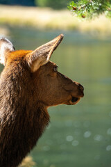 Elk (Cervus canadensis)  Eating in forest at Upper Geyser Basin in Yellowstone National Park