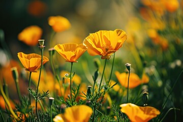 Sunny California: A Close-Up of Vibrant Yellow California Poppy Blossoming in a Field