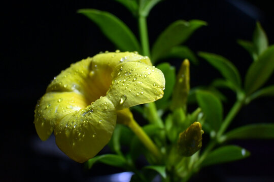Allamanda cathartica flower with dewdrops on it closeup shot, taken in Nikon Zfc