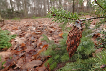 Closeup on the needles and cone of the North American Douglas fir pinetree, Pseudotsuga menziesii