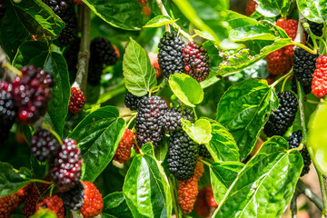 Mulberry fruit and tree. Black ripe and red unripe mulberries tree on the branch. Fresh and Healthy mulberry fruit. - obrazy, fototapety, plakaty