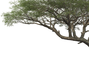 Tree branch foreground on transparent background
