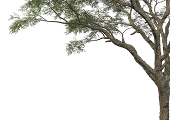 Tree branch foreground on transparent background