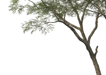 Tree branch foreground on transparent background