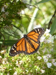 Monarchfalter sitzt auf weißen Blüten, aufgenommen in Teneriffa