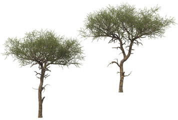 Big tree on transparent background