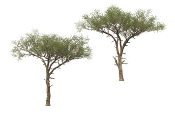 Big tree on transparent background