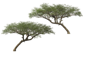 Fototapeta premium Big tree on transparent background