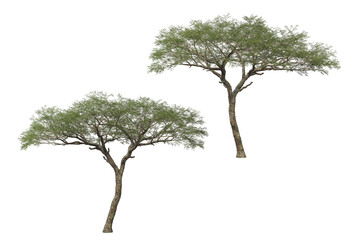 Big tree on transparent background