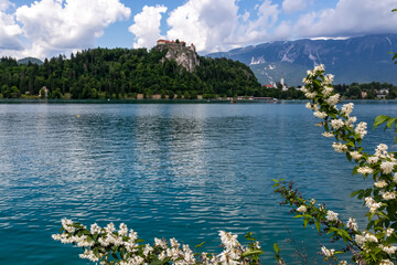 Scenic view of majestic medieval castle at Lake Bled nestled amidst white flowers in Upper...