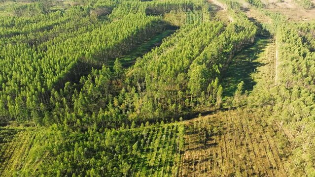 Aerial View Of Spruce Trees Near Castriz In Santa Comba, A Coru&ntilde;a, Galicia, Spain.