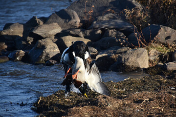 Obraz premium Labrador retriever retrieving a drake mallard 