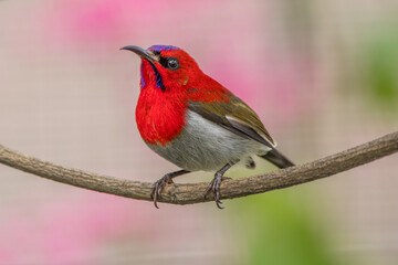 The crimson sunbird (Aethopyga siparaja) is a species of bird in the sunbird family which feed largely on nectar.