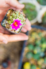 Planted cactus in a small pot placed on a natural background.