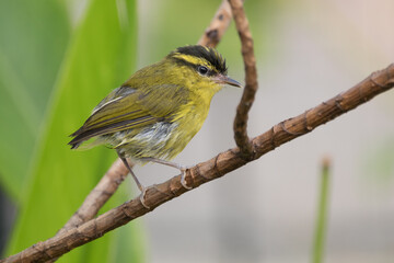 The mountain leaf warbler (Phylloscopus trivirgatus) is a songbird species from the leaf warbler...