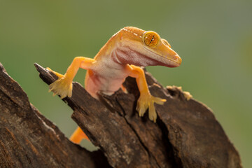 The leopard gecko or common leopard gecko (Eublepharis macularius) is a ground-dwelling lizard...