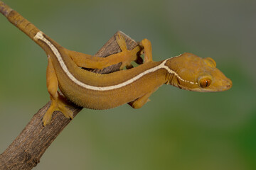 The leopard gecko or common leopard gecko (Eublepharis macularius) is a ground-dwelling lizard...